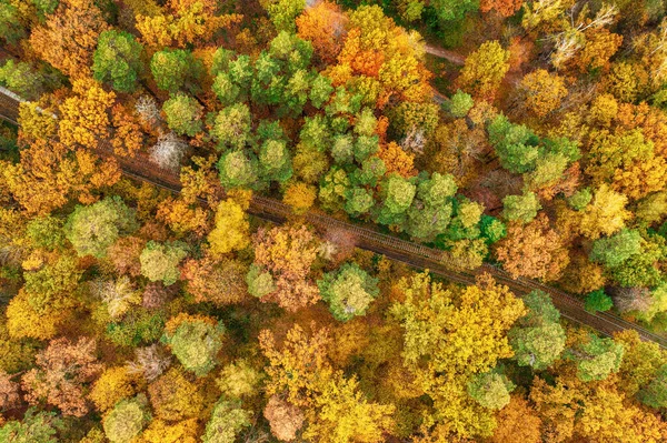 Colourful Autumn Forest Form Tram Line Captured Drone Natural Seasonal — Stockfoto