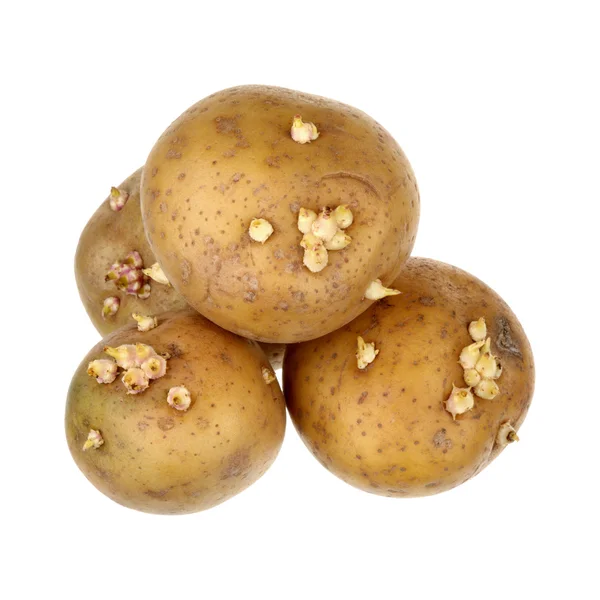 Potatoes with sprouts — Stock Photo, Image