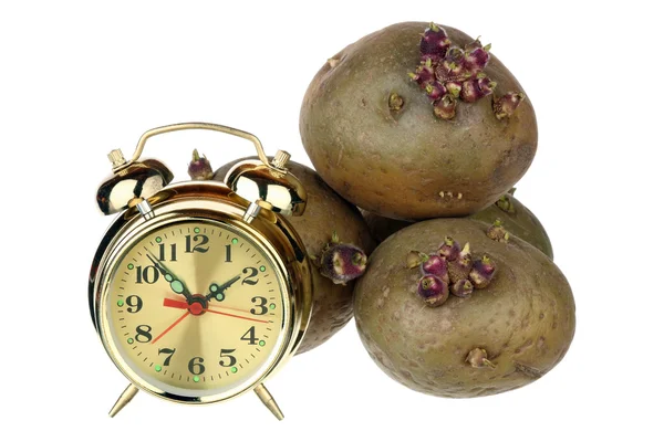 种植土豆的时间 — 图库照片