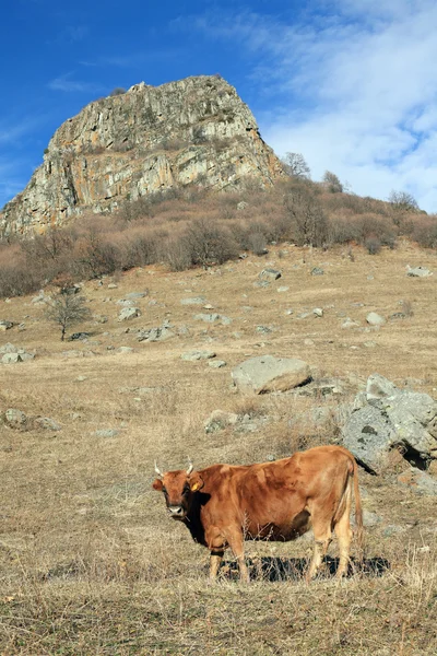 Корова на пастбище — стоковое фото