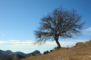 geç sonbaharda ağaç