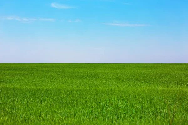 Campo liso verde — Fotografia de Stock