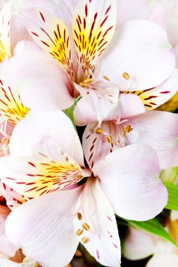 çiçekli alstroemeria
