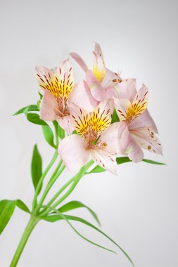 çiçekli alstroemeria