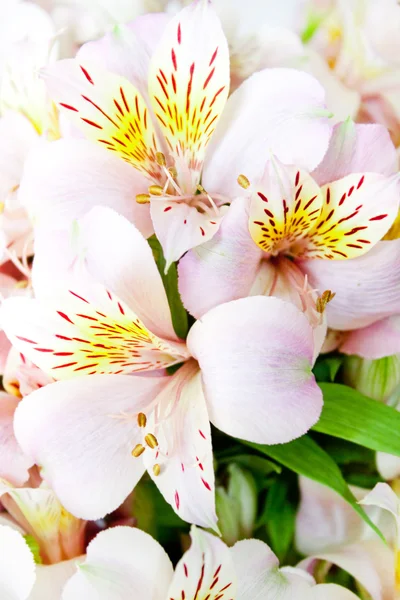 Blommande alstroemeria — Stockfoto