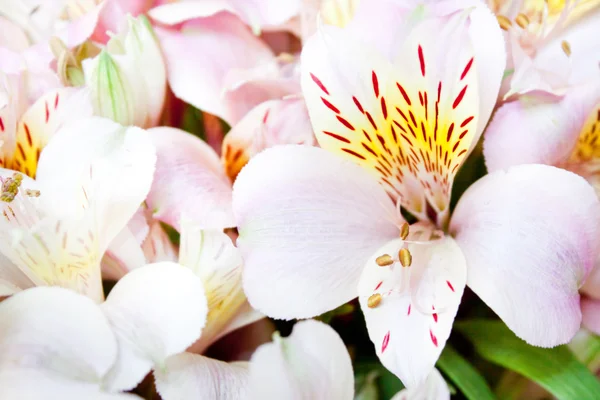 Alstroemeria in fiore — Foto Stock