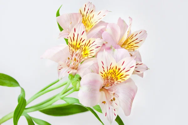 Цвітіння Alstroemeria — стокове фото