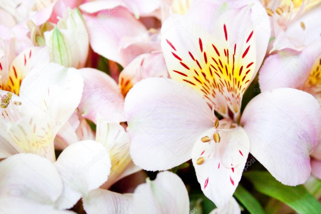 Flowering Alstroemeria