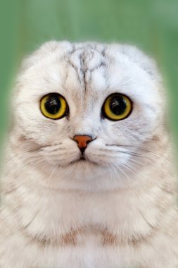 bir kedi kadar yakın