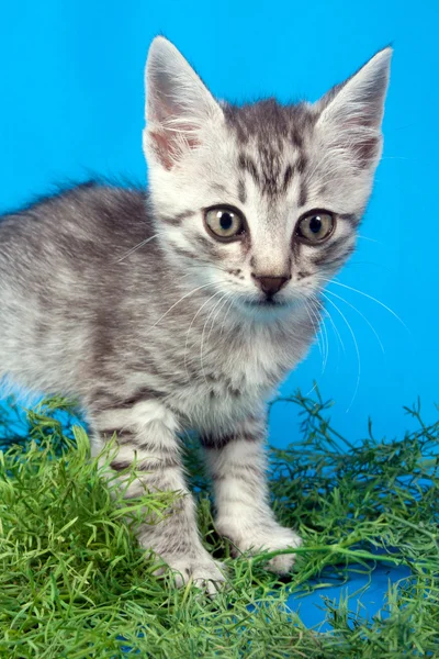 Gray kitten in a green grass — Stock Photo, Image