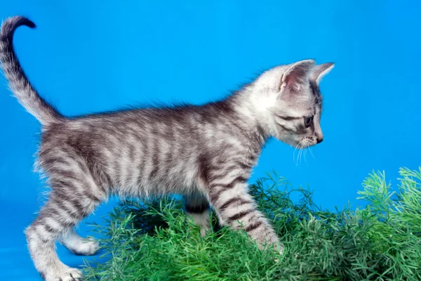 Chaton gris dans une herbe verte — Photo