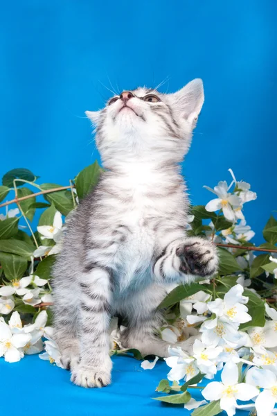 Gatinho senta-se em flores — Fotografia de Stock