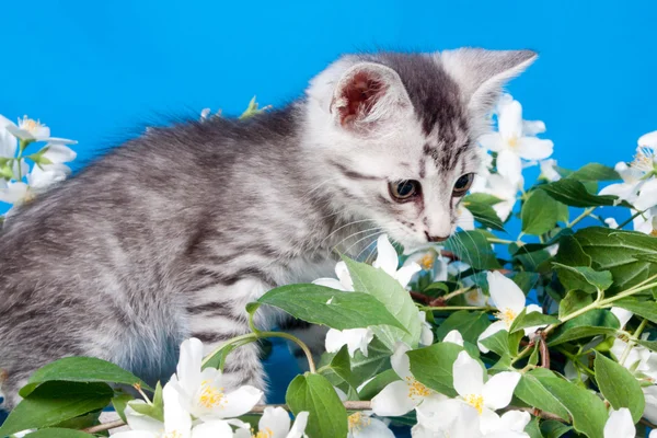 Γατάκι κάθεται στα λουλούδια — Φωτογραφία Αρχείου