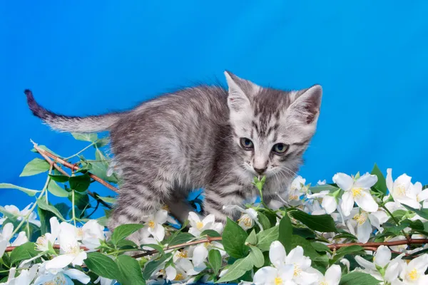 Kätzchen sitzt in Blumen — Stockfoto