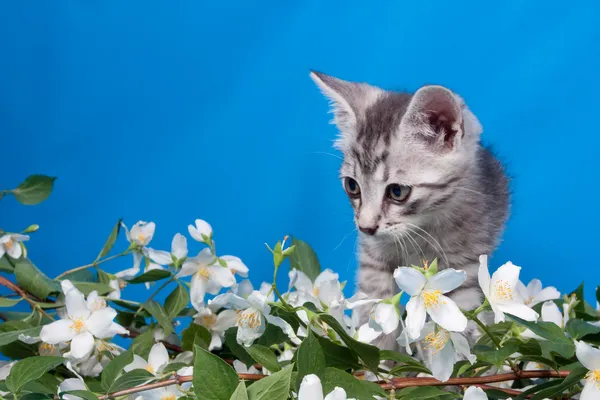 Yavru kedi çiçek oturur — Stok fotoğraf