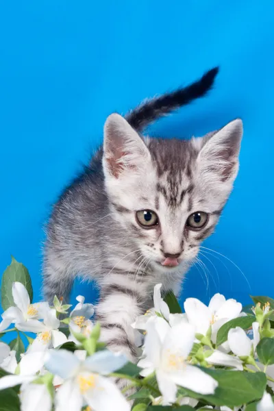 Il gattino si siede nei fiori — Foto Stock