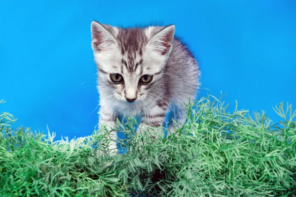 在绿草上灰色的猫 — 图库照片