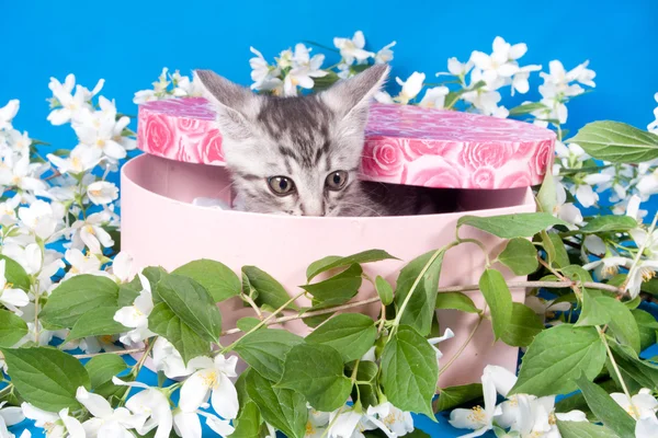 Kitten in a box in flowers — Stock Photo, Image