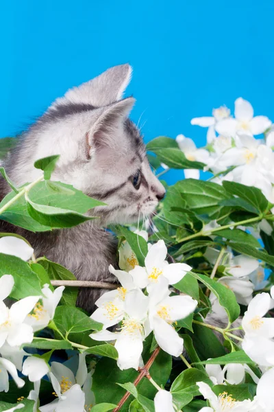 Gatinho senta-se em flores — Fotografia de Stock