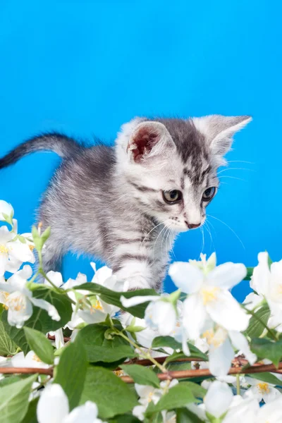 Gatinho senta-se em flores — Fotografia de Stock