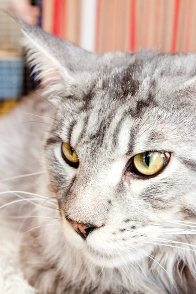 Maine coon cat — Fotografia de Stock