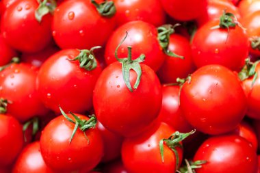 taze domates