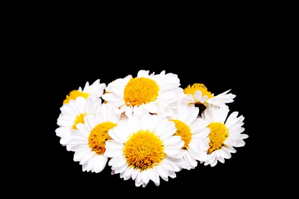 Květy heřmánku na černém pozadí — Stock fotografie