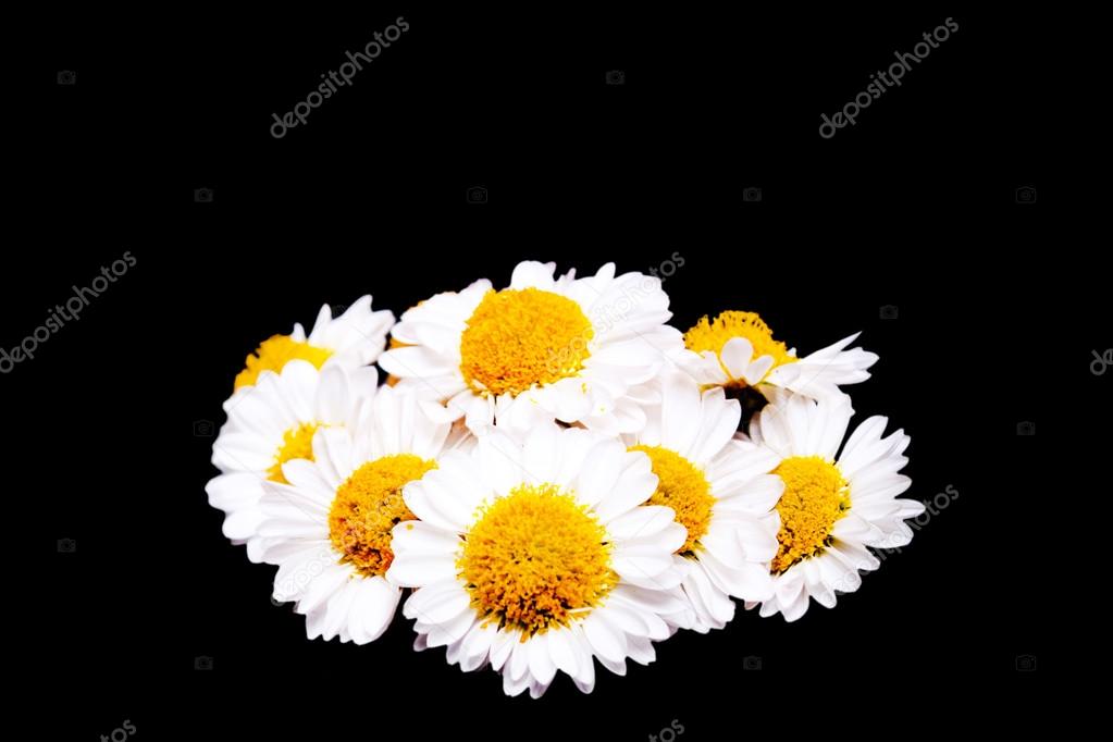 Chamomile flowers on a black background