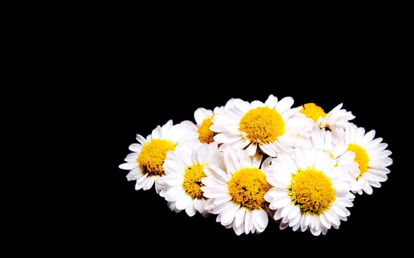 Flores de camomila em um fundo preto — Fotografia de Stock