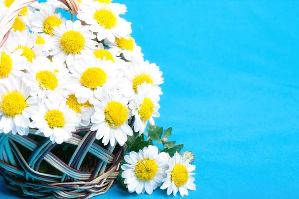 Chamomiles flowers in a basket — Stock Photo, Image