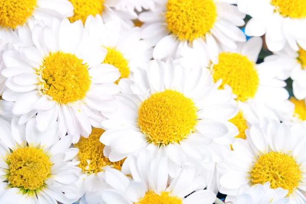 Chamomile flowers background — Stock Photo, Image