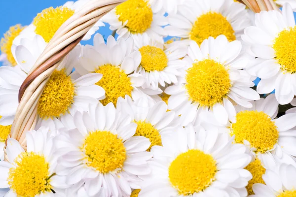 Chamomiles bloemen in een mand — Stockfoto