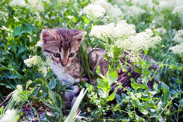 Mały kociak gra na trawie — Zdjęcie stockowe