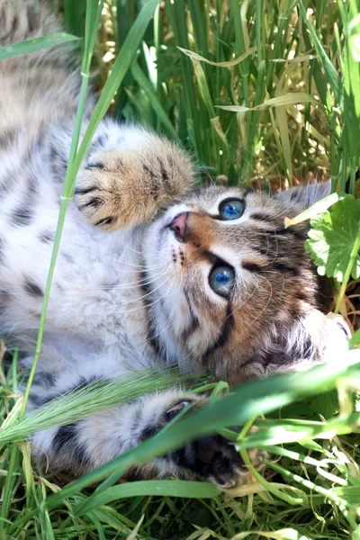 Koťátko hrát na trávě — Stock fotografie