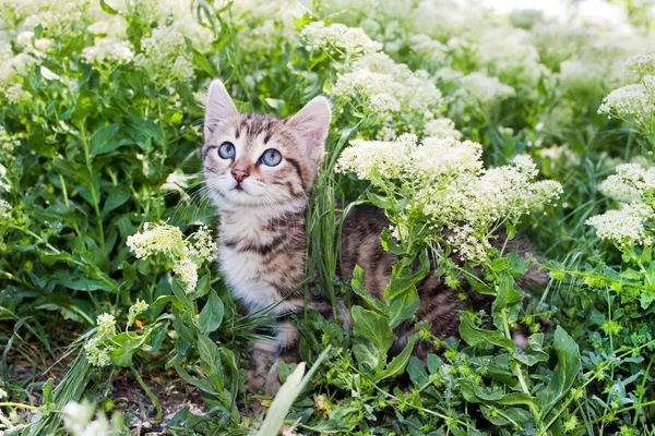 Kleine kitten spelen op het gras — Stockfoto