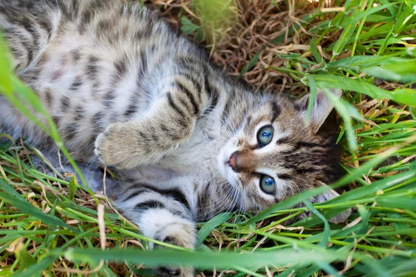 Pequeno gatinho brincando na grama — Fotografia de Stock