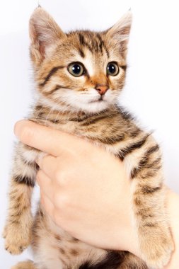 Bir yavru kedi tutan bir erkek eli