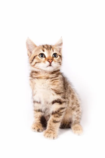 Gatinho sentado no fundo branco — Fotografia de Stock