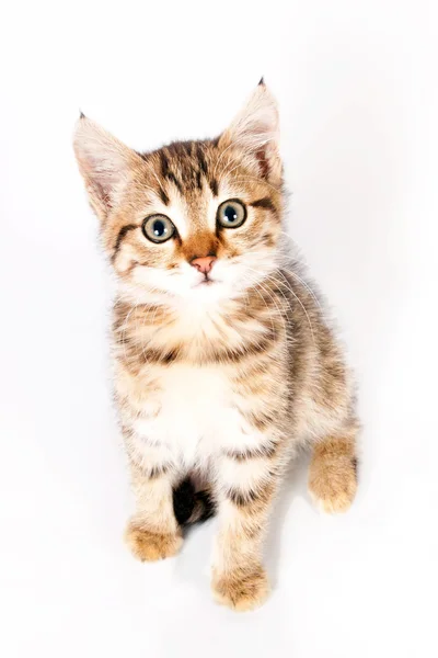 Gatinho sentado no fundo branco — Fotografia de Stock