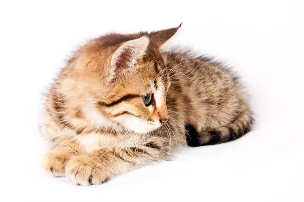 British kitten lying on a white background — Stock Photo, Image