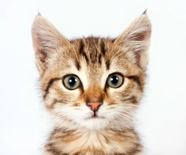 Retrato de um gatinho de mesa — Fotografia de Stock