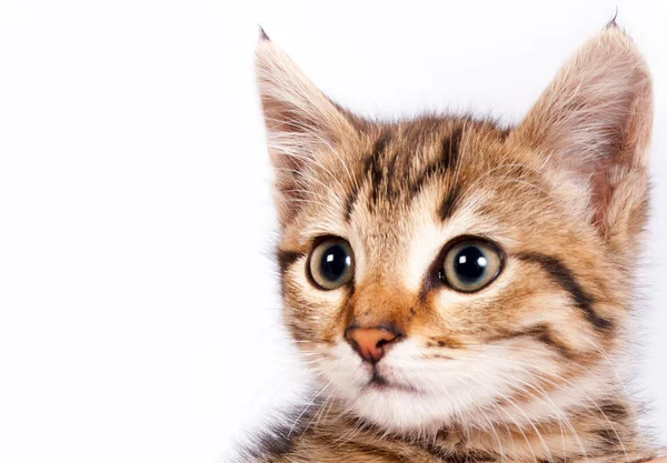 Retrato de um gatinho de mesa — Fotografia de Stock