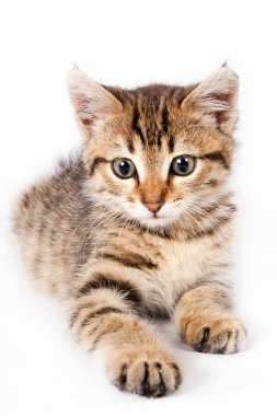 Beyaz bir arka plan üzerinde yalan İngiliz yavru kedi