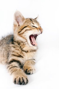 küçük yavru kedi growls çizgili