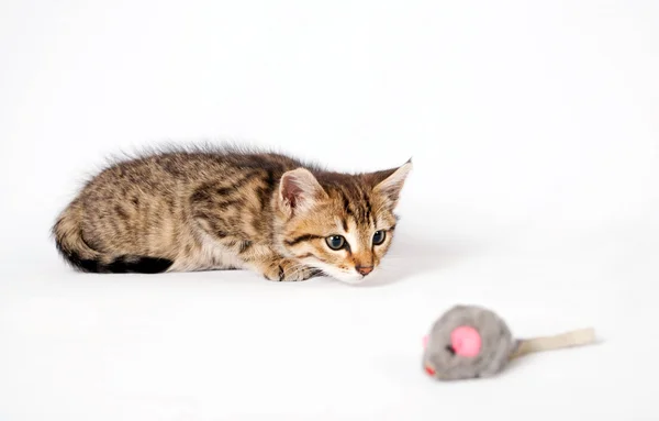 Kattunge leker med en leksak mus — Stockfoto