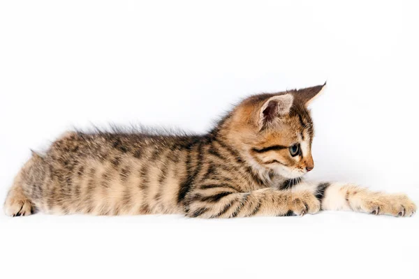 Gattino britannico sdraiato su uno sfondo bianco — Foto Stock