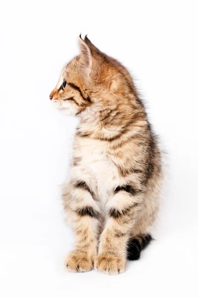 Kitten sitting on white background — Stock Photo, Image