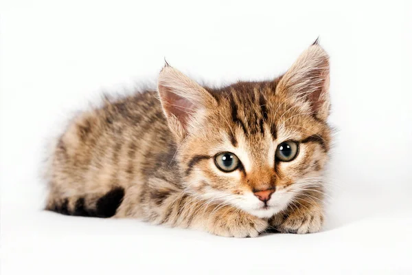 British kitten lying on a white background — Stock Photo, Image