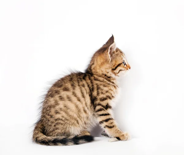 Gatinho sentado no fundo branco — Fotografia de Stock