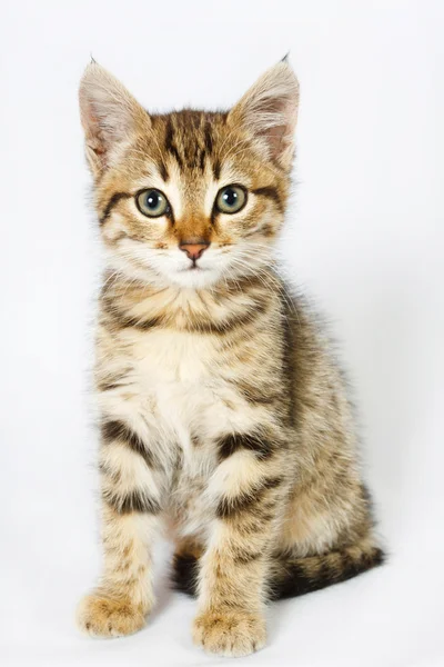 Gatito sentado sobre fondo blanco —  Fotos de Stock